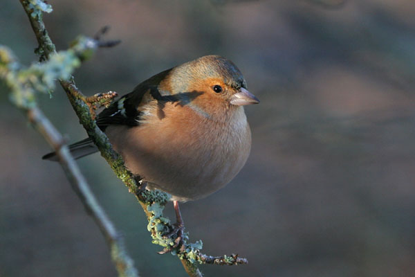 Chaffinch 2005 Fraser Simpson