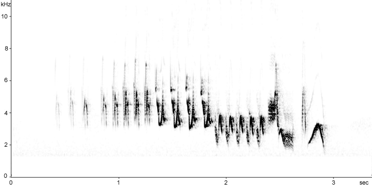 Sonogram of Chaffinch song