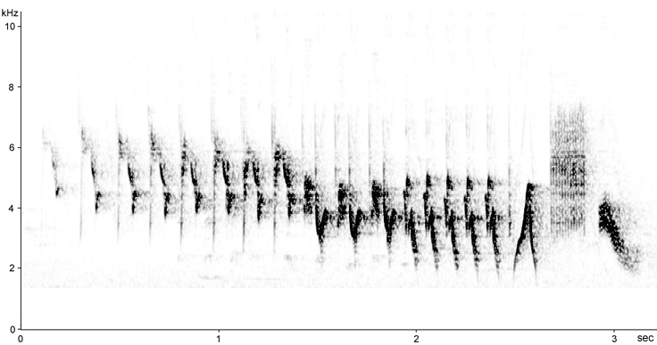 Sonogram of Chaffinch song