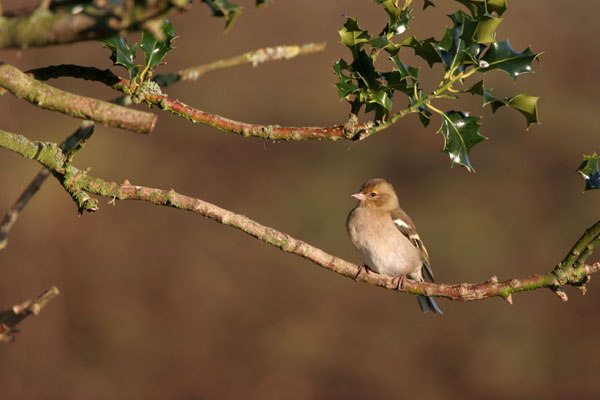 Chaffinch 2005 Fraser Simpson