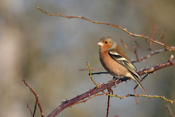 Chaffinch 2005 Fraser Simpson