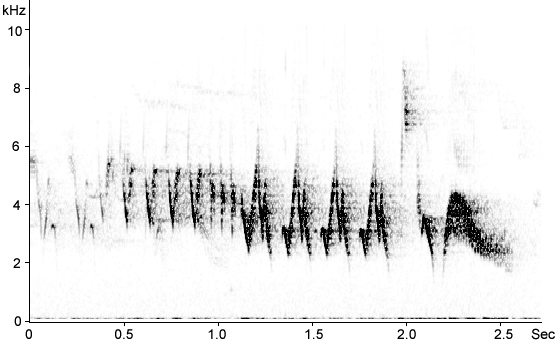 Sonogram of Chaffinch song