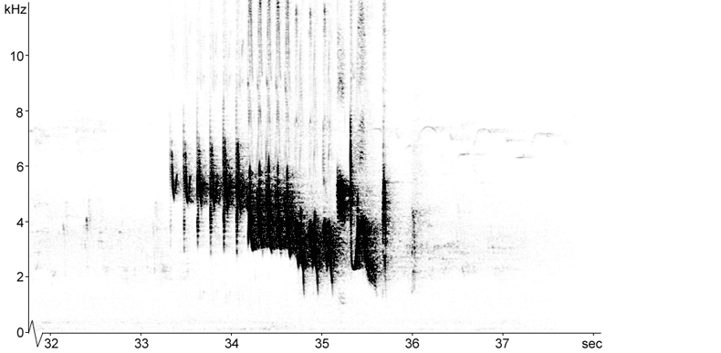 Sonogram of Chaffinch song with terminal 'keek'