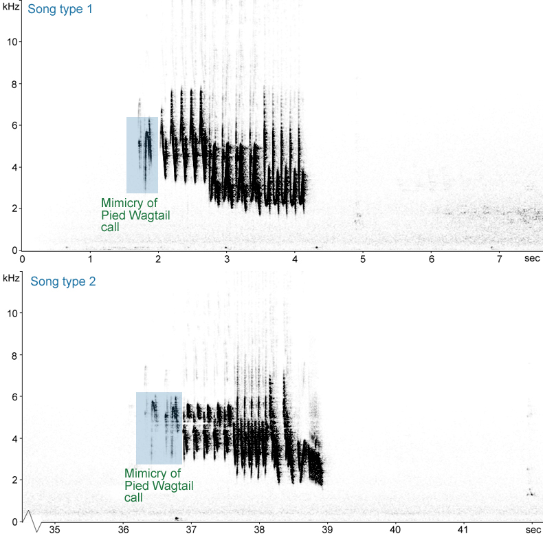 Sonogram of Chaffinch song with Pied Wagtail mimicry