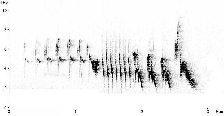Sonogram of Chaffinch song