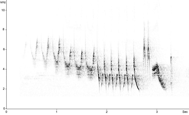 Sonogram of Chaffinch, Fringilla coelebs © 2009 Fraser Simpson
