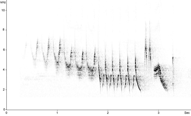 Sonogram of Chaffinch, Fringilla coelebs  2009 Fraser Simpson