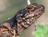 Chuckwalla