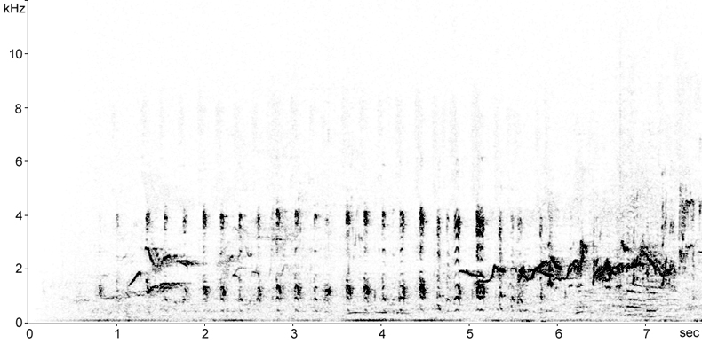 Sonogram of Chukar calls