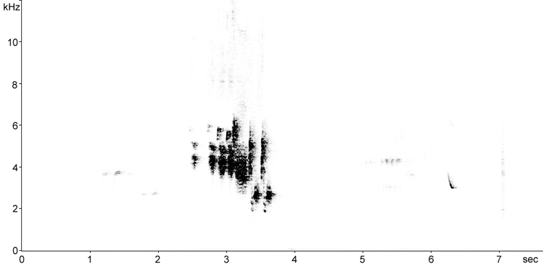 Sonogram of Cinereous Bunting song