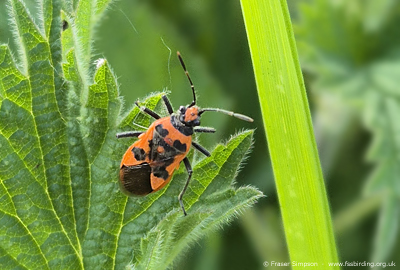 Cinnamon Bug (Corizus hyoscyami) © Fraser Simpson