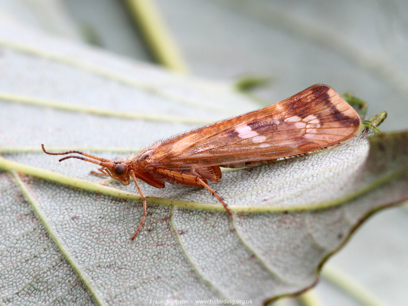 Cinnamon Sedge (Limnephilus lunatus)  Fraser Simpson