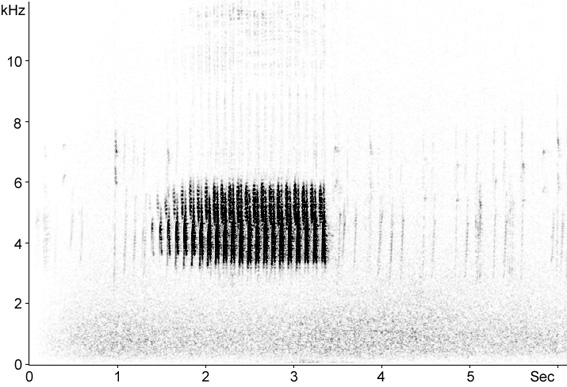 Sonogram of Cirl Bunting song