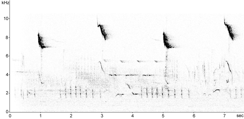 Sonogram of Cirl Bunting calls