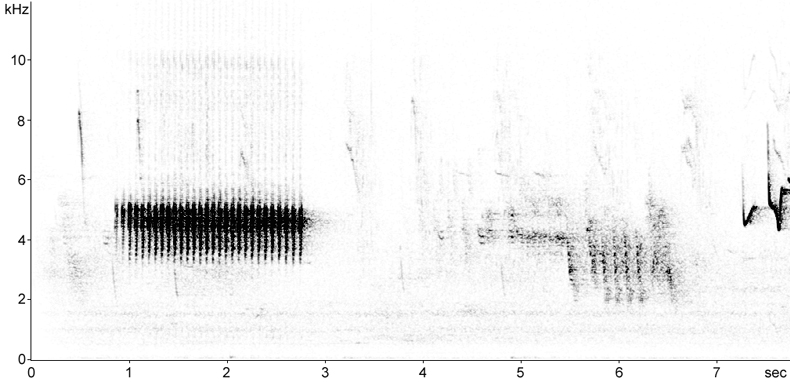 Sonogram of Cirl Bunting song