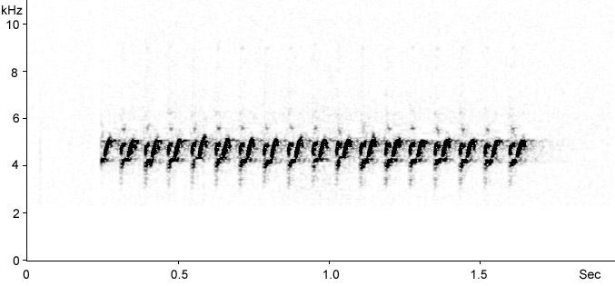 Sonogram of Cirl Bunting song