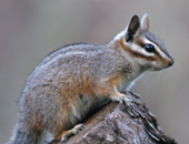 Cliff Chipmunk