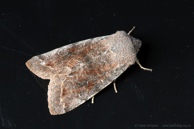 Clouded Drab(Orthosia incerta)  Fraser Simpson