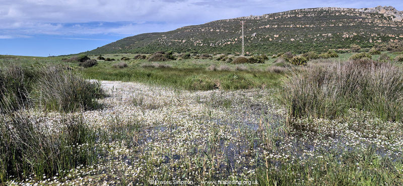 Marshy coastal grassland pools with water crowfoot, Playa de Retin, Andaluc�a, Spain, April 2026 � Fraser Simpson