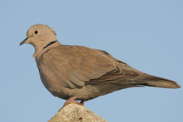 Collared Dove, Tarifa  2005  F. S. Simpson