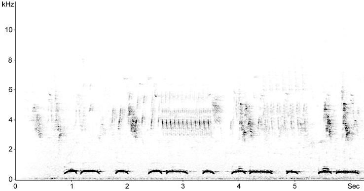 Sonogram of Collared Dove song