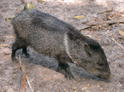 Collared Peccary