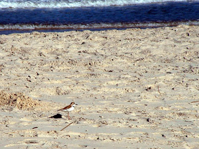 Collared Plover
