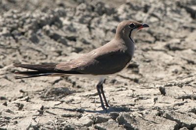 Collared Pratincole, Alyki Kitros Salt Pans � 2005  F. S. Simpson