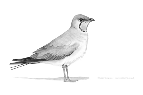 Collared Pratincole drawing © Fraser Simpson