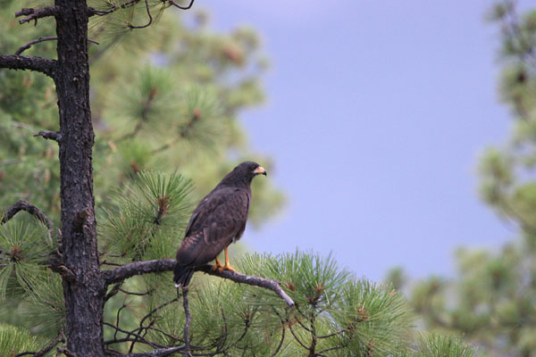 Common Black-Hawk 2006 Fraser Simpson