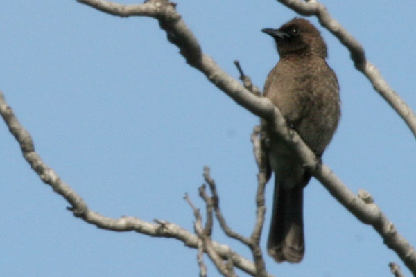 Common Bulbul, Tanger, Morocco  2005  F. S. Simpson