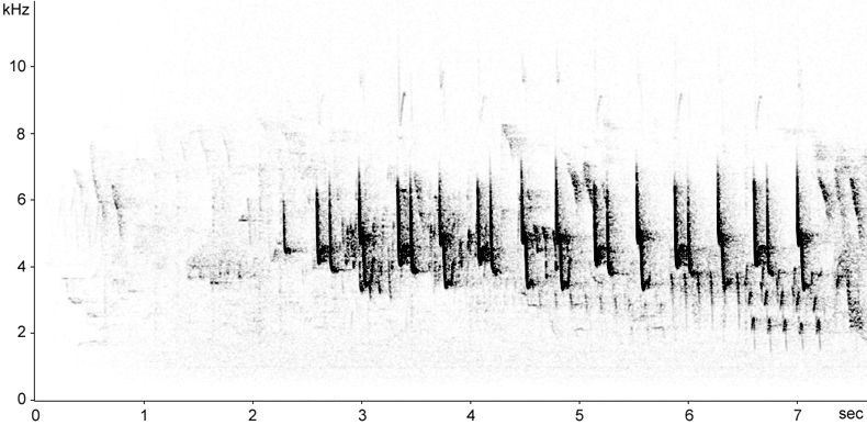 Sonogram of Common Chiffchaff song