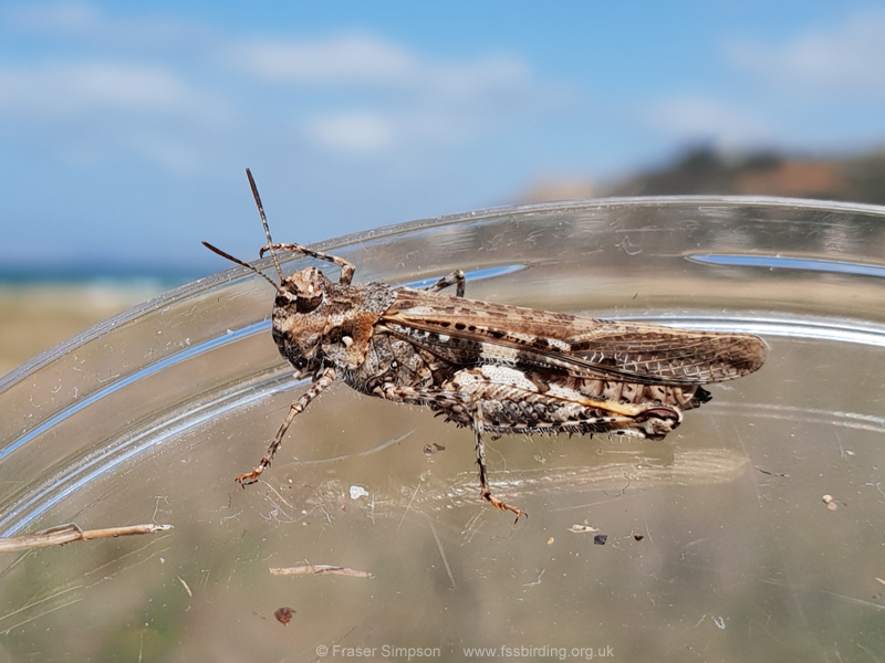 Common Digging Grasshopper (Acrotylus insubricus)  Fraser Simpson