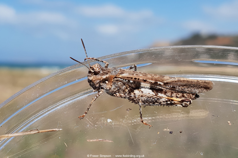 Common Digging Grasshopper (Acrotylus insubricus) © Fraser Simpson