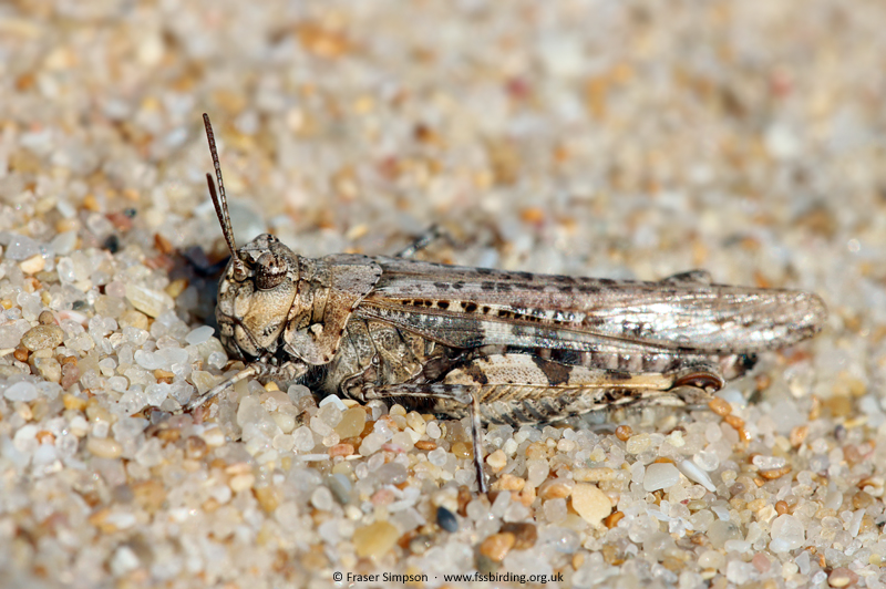 Common Digging Grasshopper (Acrotylus insubricus) � Fraser Simpson
