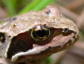 Common Frog