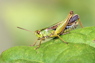 Common Green Grasshopper (Omocestus viridulus), Townholm, Kilmarnock  Fraser Simpson