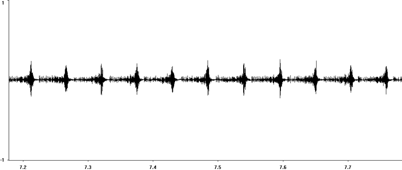 Oscillogram of Common Green Grasshopper stridulation
