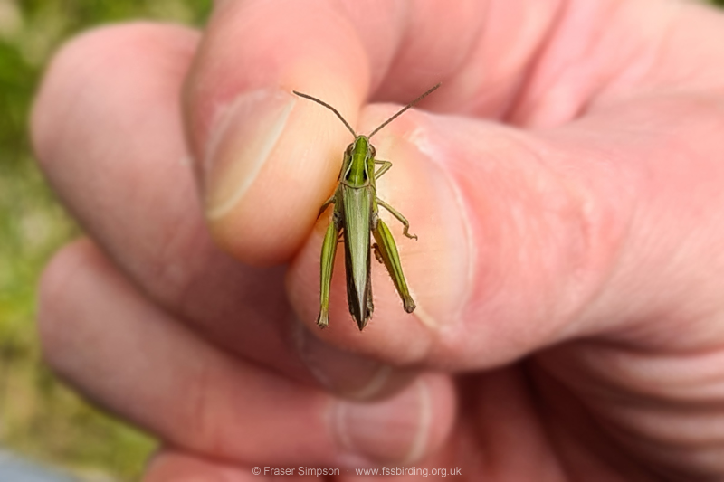 Common Green Grasshopper (Omocestus viridulus)  Fraser Simpson