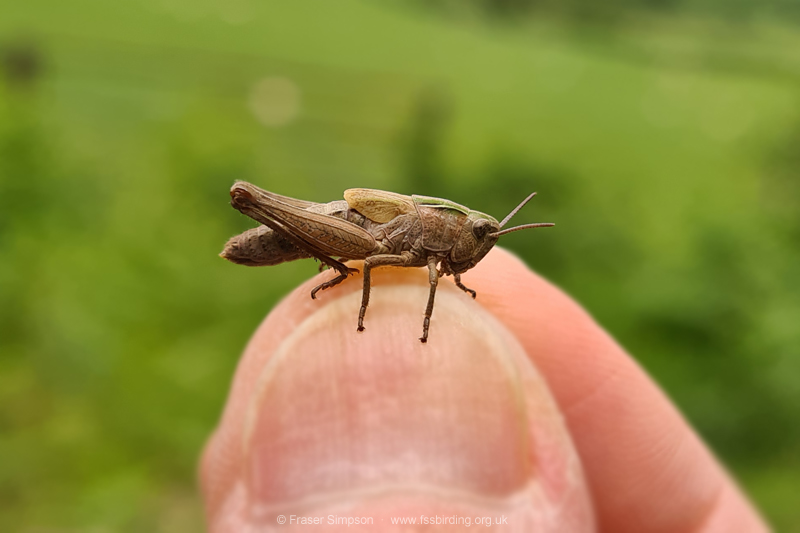 Common Green Grasshopper (Omocestus viridulus)  Fraser Simpson
