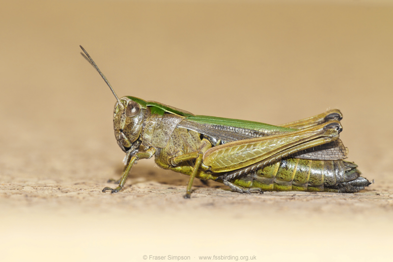 Common Green Grasshopper (Omocestus viridulus)  Fraser Simpson