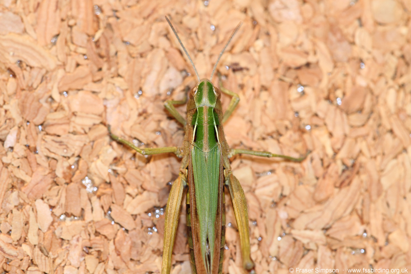 Common Green Grasshopper (Omocestus viridulus)  Fraser Simpson