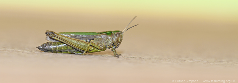 Common Green Grasshopper (Omocestus viridulus)  Fraser Simpson