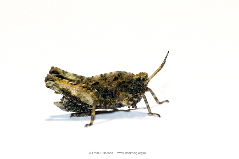 Common Groundhopper (Tetrix undulata) © Fraser Simpson