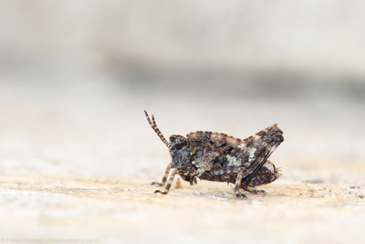  Common Groundhopper (Tetrix undulata), Gailes Marsh SWT  Fraser Simpson