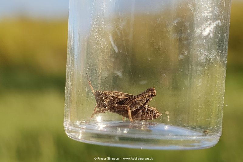 Common Groundhopper (Tetrix undulata) © Fraser Simpson