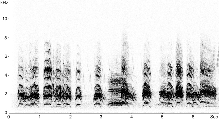 Sonogram of Common Gull call