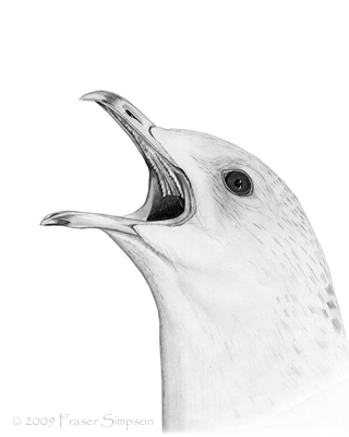 Common Gull drawing © Fraser Simpson