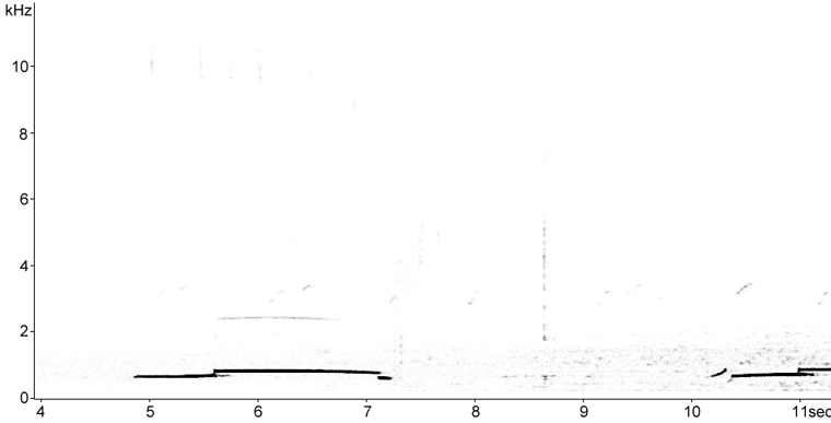 Sonogram of Common Loon calls
