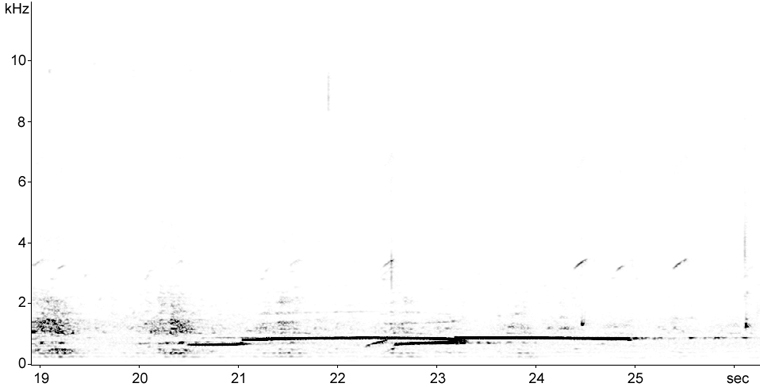 Sonogram of Common Loon calls